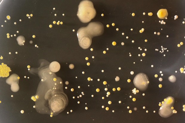 bacteria grown from mobile phone imprints