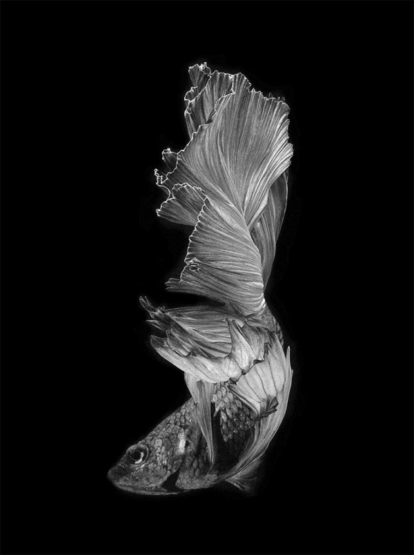 Beautiful Betta Fish Photography