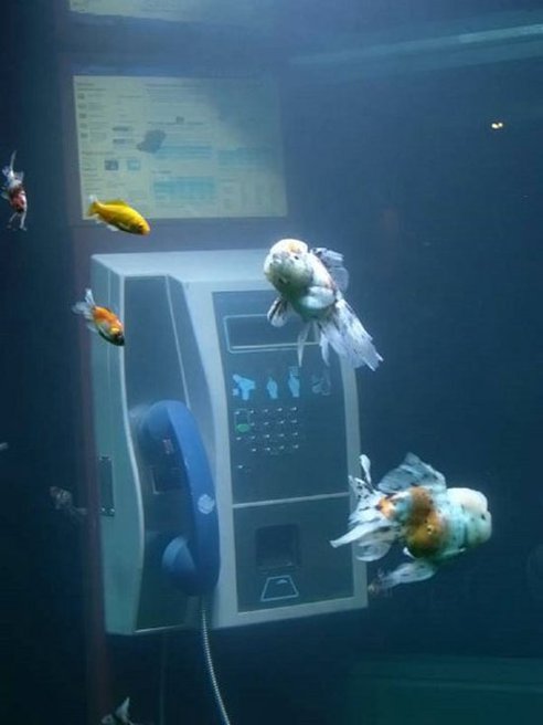 Telephone Booth Transformed Into Aquarium