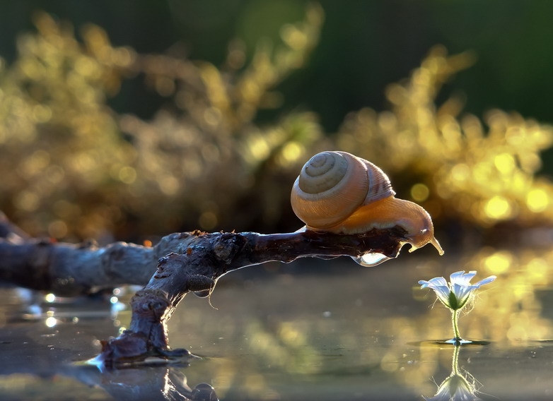 Close Up Photos of Snails
