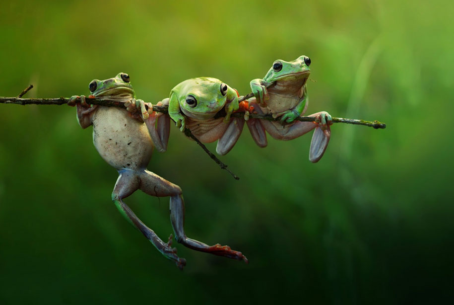 “Frog Story” by Harfian Herdi — Nature & Wildlife, Open