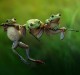 “Frog Story” by Harfian Herdi — Nature & Wildlife, Open